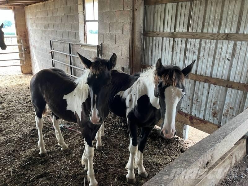  Horse Filly Cits lopkopības aprīkojums