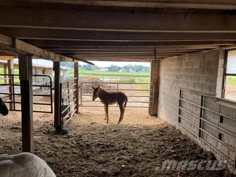  Mule Colt Cits lopkopības aprīkojums