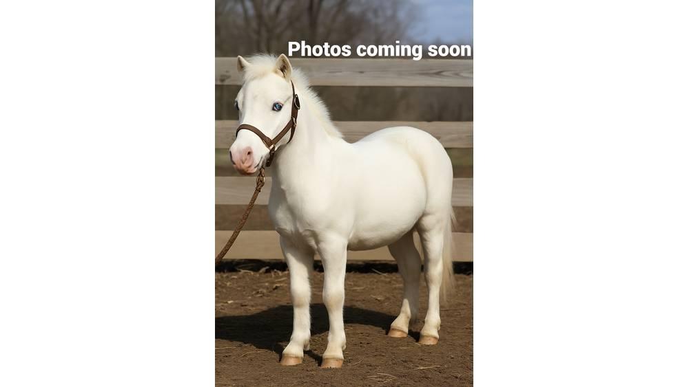 White Pony 40in Slaukšanas aprīkojums