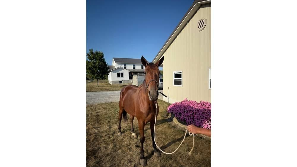  Horse Standardbred Cits lopkopības aprīkojums