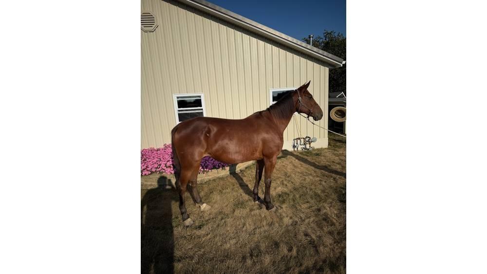  Horse Standardbred Cits lopkopības aprīkojums