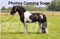  Horse Standardbred Cits lopkopības aprīkojums