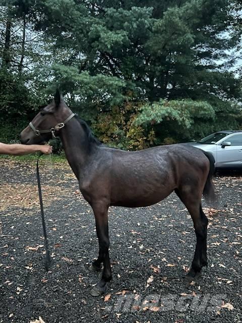  Horse Standardbred Cits lopkopības aprīkojums