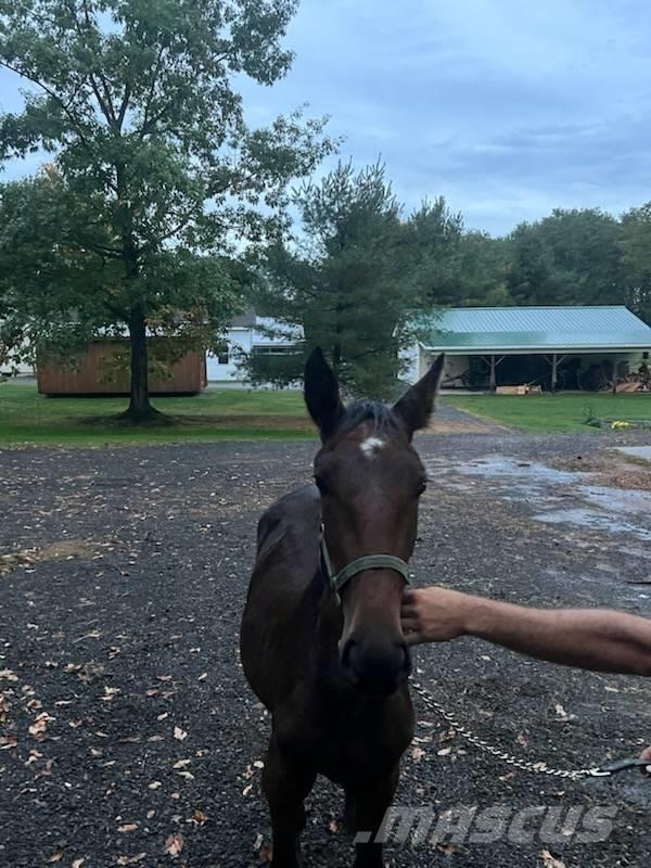  Horse Standardbred Cits lopkopības aprīkojums