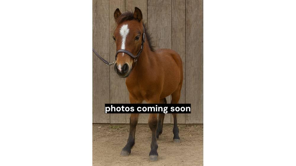  Pony Stallion 35in Slaukšanas aprīkojums