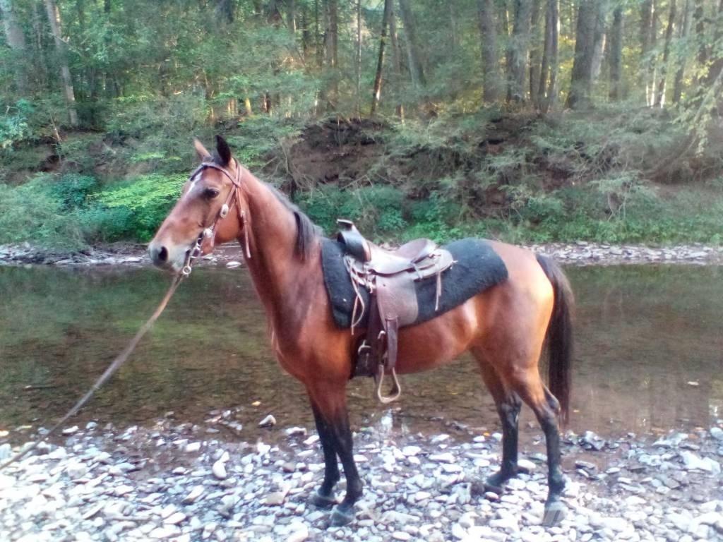 Morgan Mare Cits lopkopības aprīkojums