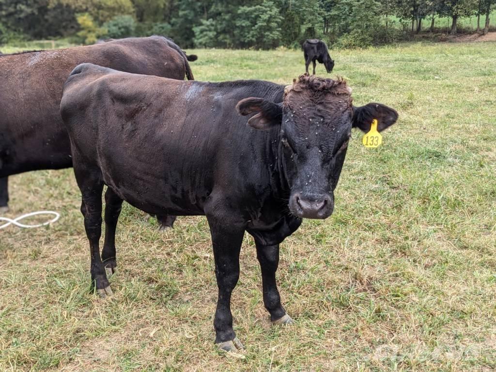 Bull (Organic Farm) Slaukšanas aprīkojums