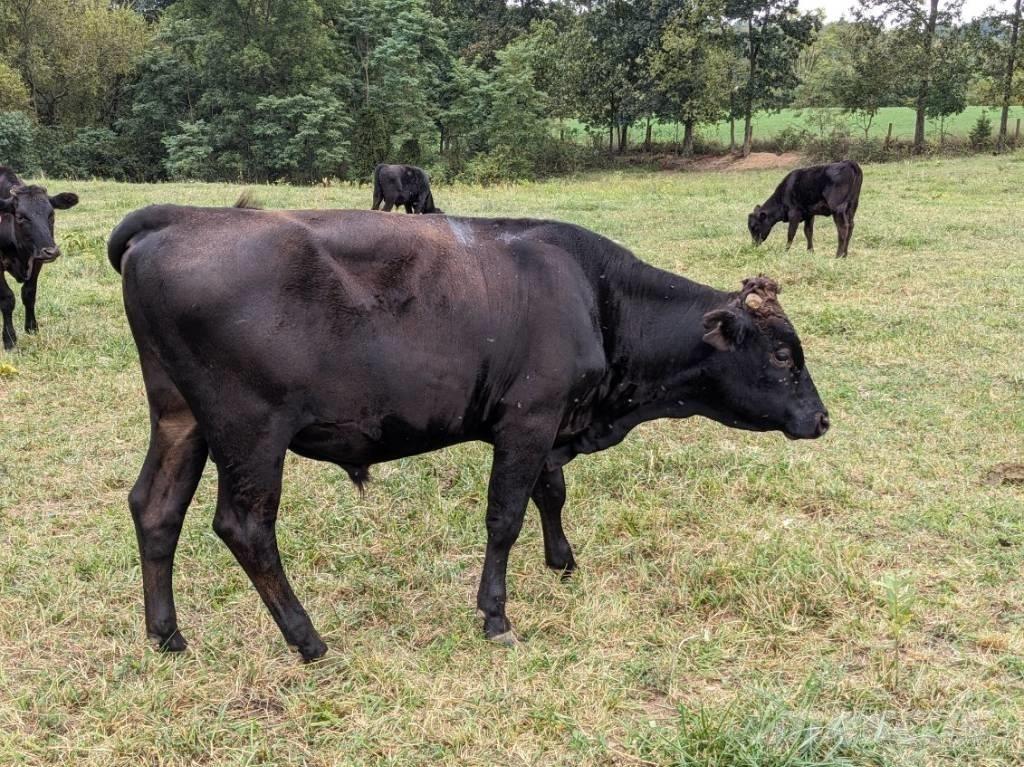 Bull (Organic Farm) Slaukšanas aprīkojums