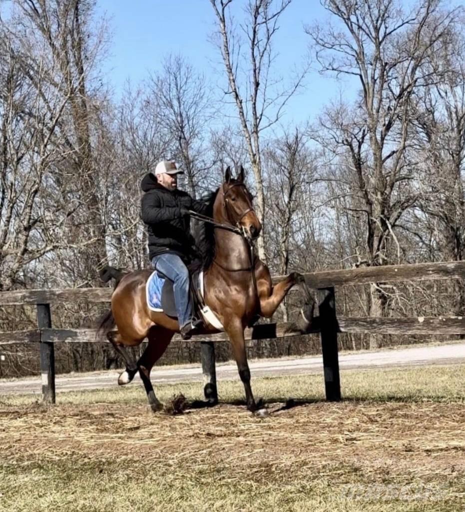  Horse Saddlebred Cits lopkopības aprīkojums