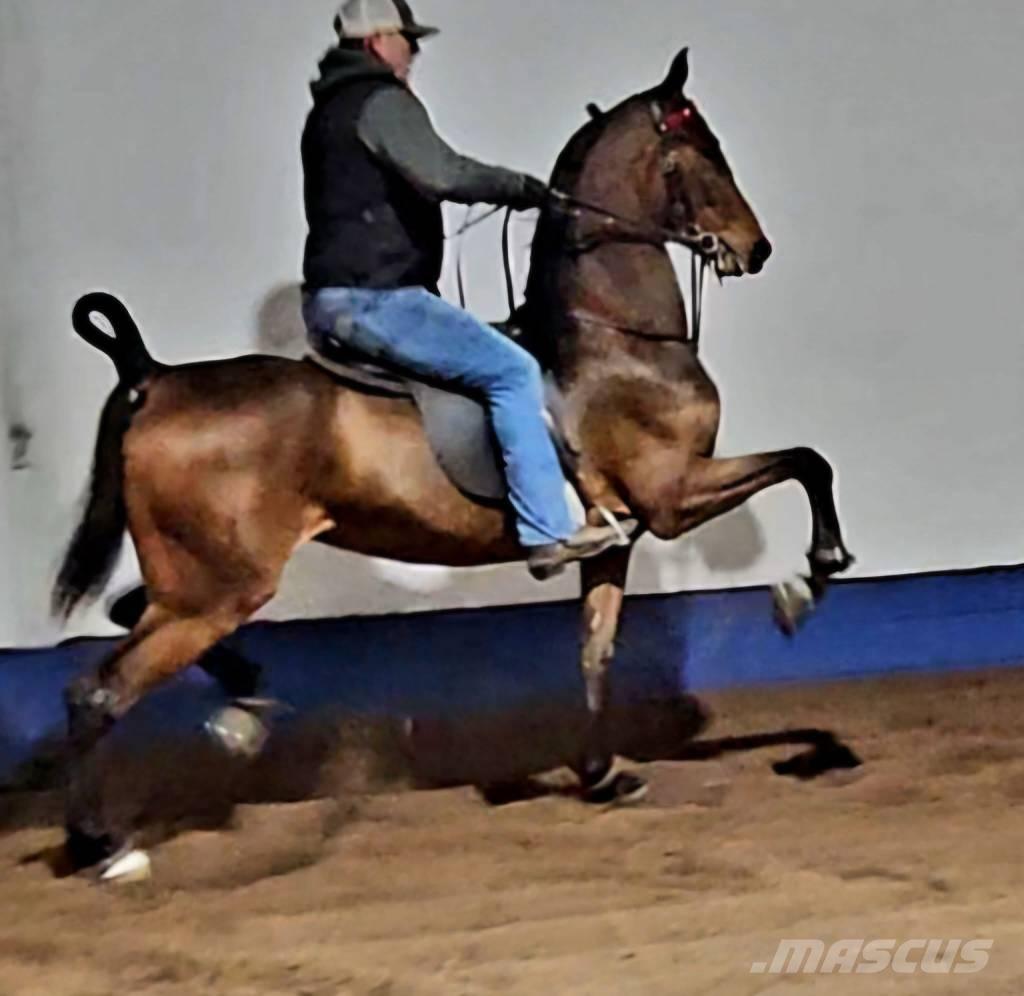  Horse Saddlebred Cits lopkopības aprīkojums