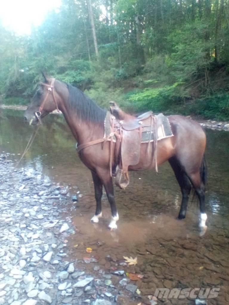  Horse Standaredbred Cits lopkopības aprīkojums