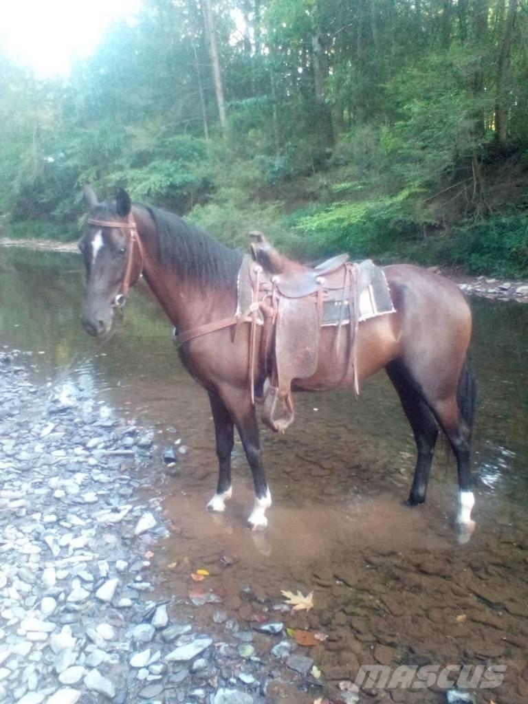  Horse Standaredbred Cits lopkopības aprīkojums