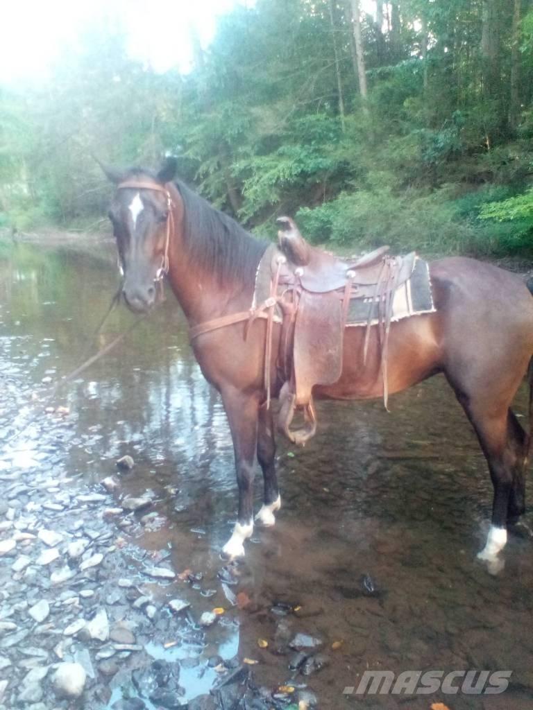  Horse Standaredbred Cits lopkopības aprīkojums