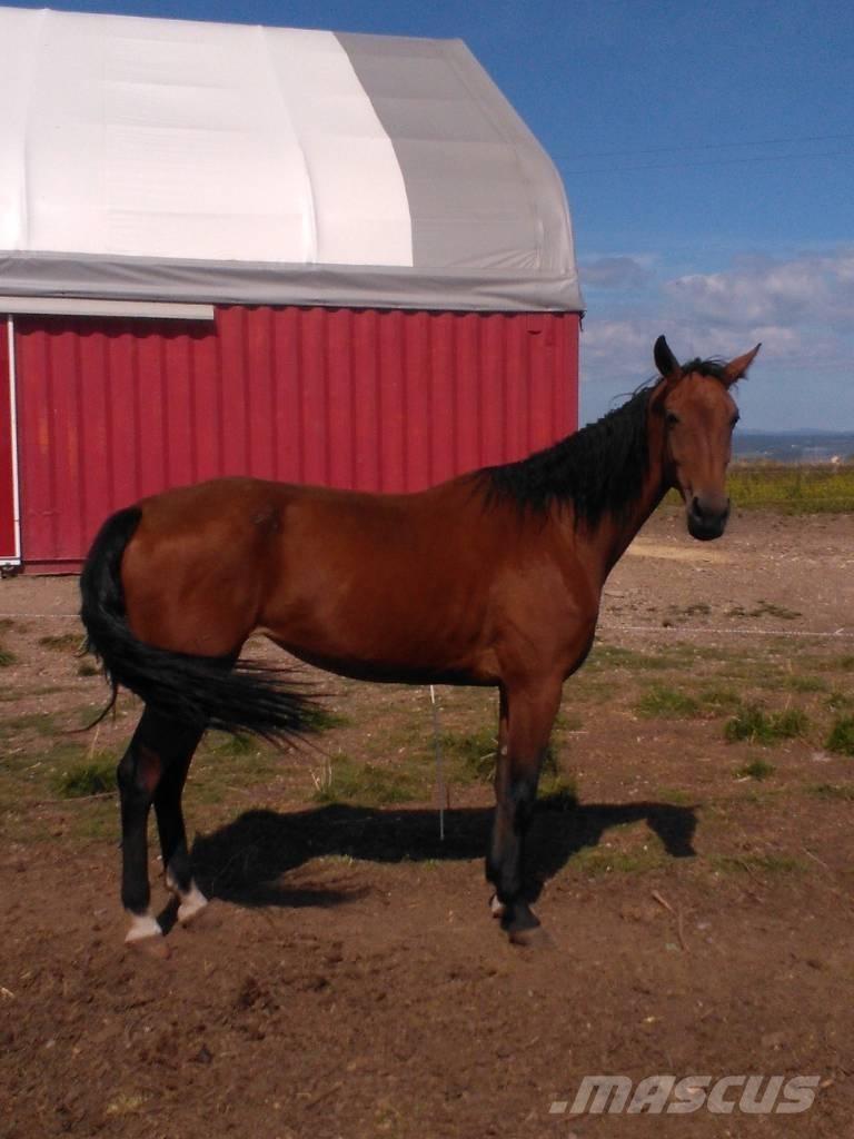  Horse Family Cits lopkopības aprīkojums