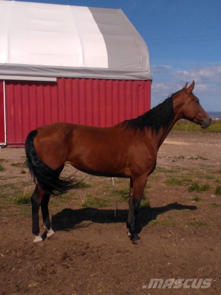  Horse Family Cits lopkopības aprīkojums