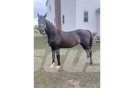  Horse Mare Cits lopkopības aprīkojums