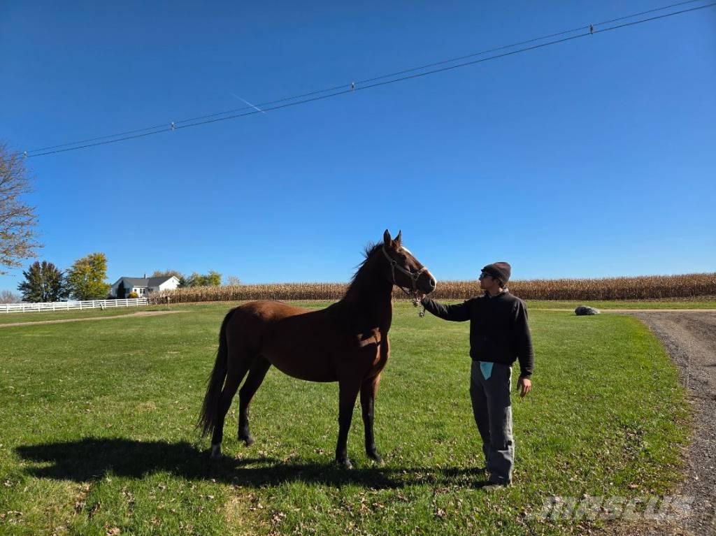  Horse Mare Cits lopkopības aprīkojums