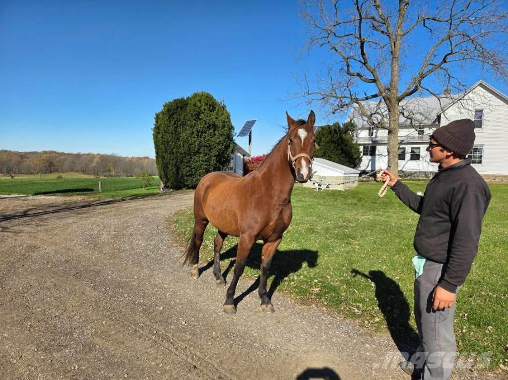  Horse Mare Cits lopkopības aprīkojums