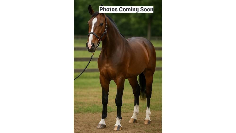  Horse Standardbred Cits lopkopības aprīkojums
