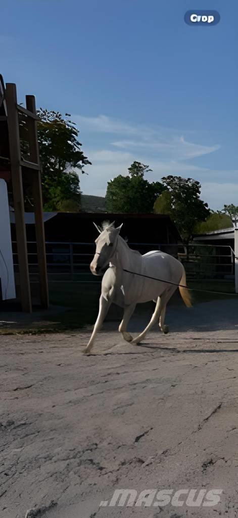  Horse Mare Cits lopkopības aprīkojums
