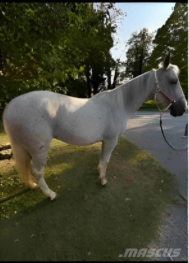  Horse Mare Cits lopkopības aprīkojums