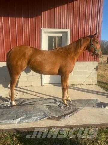  1-Year-Old Mare Būvniecība- Citi
