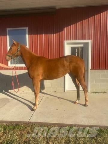  1-Year-Old Mare Būvniecība- Citi