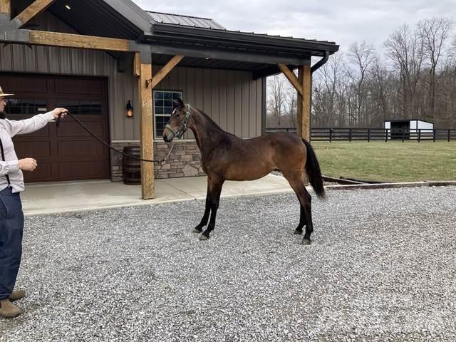 Morgan Filly Būvniecība- Citi
