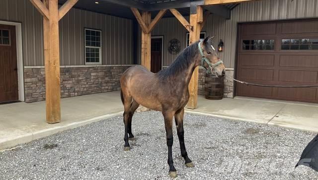 Morgan Filly Būvniecība- Citi