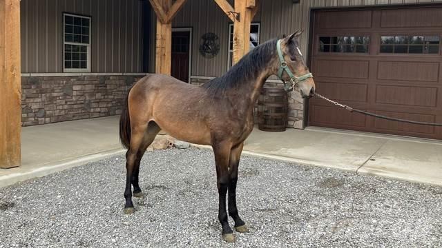 Morgan Filly Būvniecība- Citi