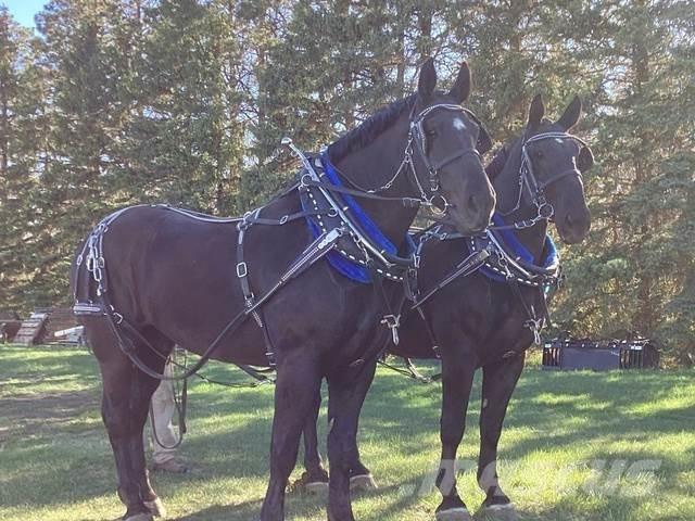  Percheron Team Būvniecība- Citi