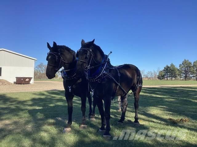  Percheron Team Būvniecība- Citi