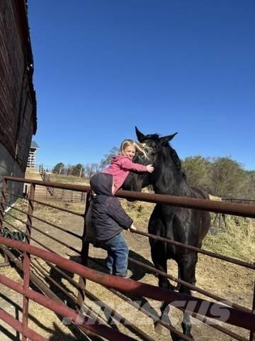  Percheron Team Būvniecība- Citi